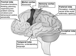 cavities Central Nervous System Cerebrum Left and right hemispheres lobes Corpus callosum Cerebellum Brainstem https://headway.revolutiondata-cms.