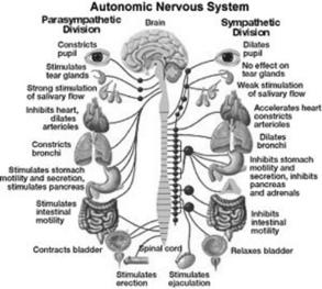 31 Spinal Nerves dermatomes Autonomic Nervous System Sympathetic Fight or flight