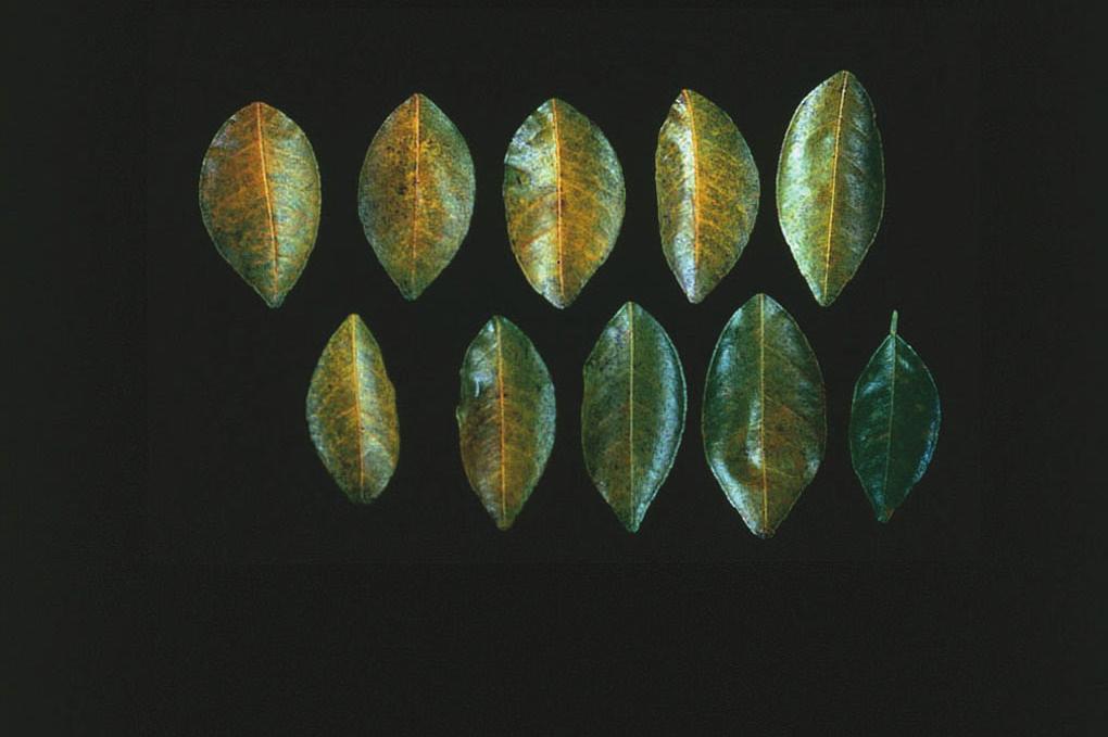 A rarely observed bronzing of foliage may sometimes be observed, particularly on lemons. Figure 2. Yellow vein chlorosis Figure 5.