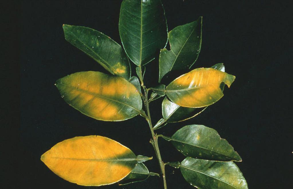 correcting zinc deficiency. Trees with citrus blight will also show leaf symptoms of zinc deficiency. Figure 6.