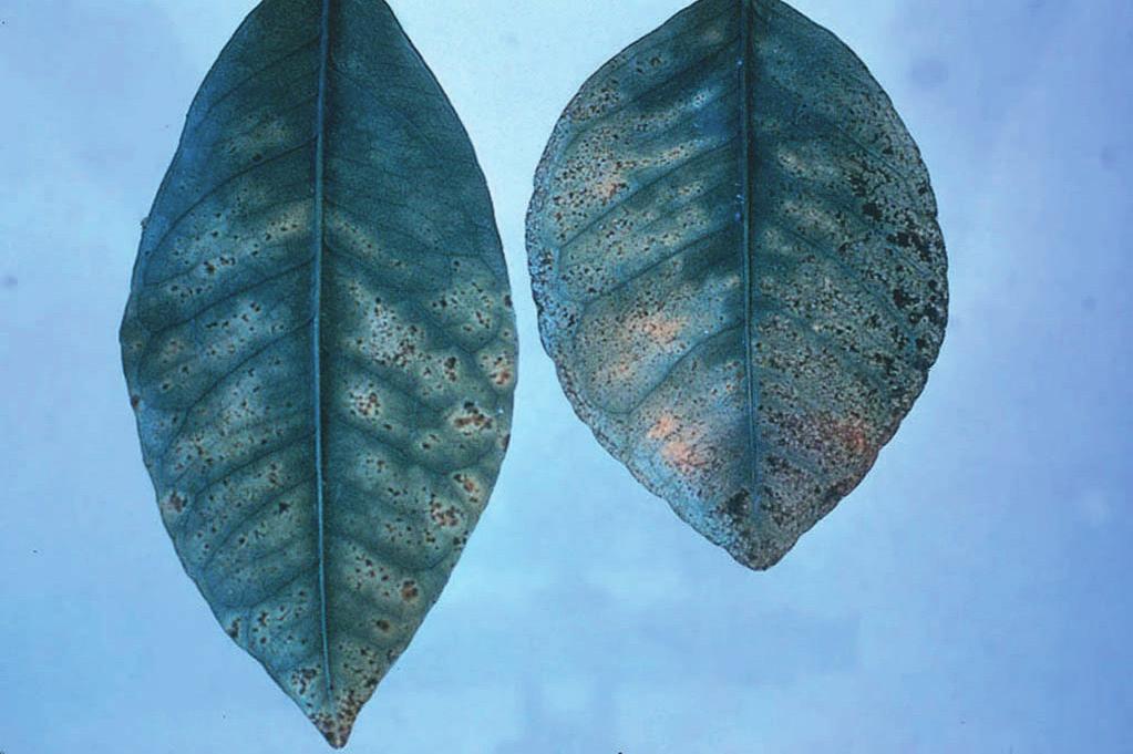 In severe cases, gum spots occur on lower leaf surfaces (Figure 13) with leaf drop occurring prematurely. Severe symptoms can include twig dieback. Figure 11.