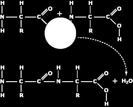 Group (Radical Group) - chain of atoms Rest of Polypeptide (Polymer)