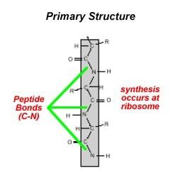 Protein Structure: The shape of a protein is critical to its function Protein Structure can be described in four levels: Primary