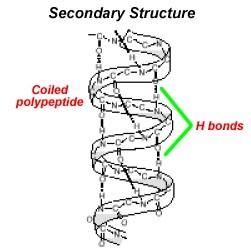 Secondary Structure Shape: helical or