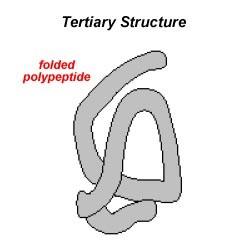 Tertiary Structure Shape: globular Secondary protein folded back upon itself and creating a