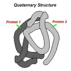 between R-groups in structure Part of this protein is hydrophilic Twists and turns to
