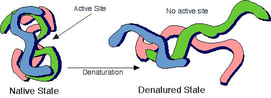 Protein Denaturation: Recall: A protein s shape is critical to function A small change is structure can reduce or destroy function Occurs when proteins are exposed to: Extremes of temperatures (e.