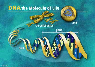 NUCLEIC ACIDS NUCLEIC ACIDS Two Types: DNA - Deoxyribonucleic Acid RNA - Ribonucleic Acid C, O, H, N, P Function Sugar