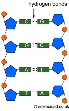 A nitrogen containing base DNA is a polymer of nucleotides: Sugars and phosphates form a linear sugar backbone Bases