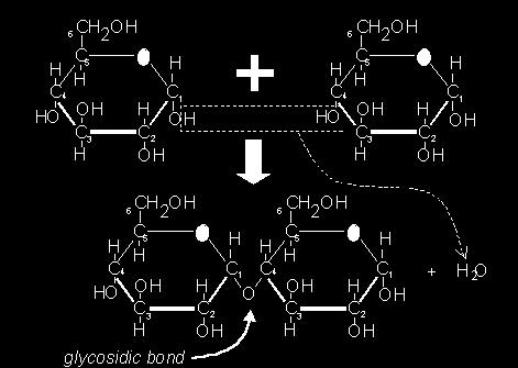 Disaccharides (di = two; saccharide = sugar) When 2 monosaccharides (monomers) combine chemically they form a disaccharide (dimer) 3 most common forms: 1. SUCROSE (table sugar) - glucose + fructose 2.