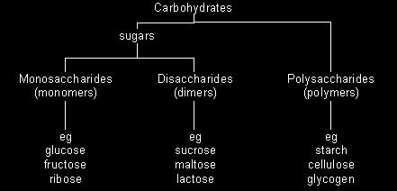 Main Functions of Carbohydrates Provide a quick, short term ENERGY source for all living organisms Structural role in plants