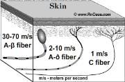 Nociceptor Types Skin Nociceptors - Skin nociceptors may be divided into four categories based on function.