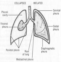 Complications of PA Catheters Patient Case Infection Pulmonary infarction Pulmonary thrombosis Arrhythmias Intracardiac damage Pneumothorax Arterial-venous fistulas Pulmonary artery perforation 62 yo