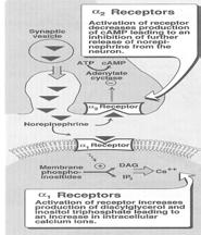 Vasopressors and Inotropes: Epinephrine Vasopressors and Inotropes: Phenylephrine Activates α1, α2, β1, β2 receptors Low dose: vasodilation and CO High dose: vasoconstriction and CO Low dose:
