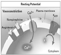 Vasopressin Vasopressors and Inotropes: Vasopressin Antidiuretic hormone (ADH) HR, PCWP, CO BP, MAP, SVR Vasodilation due to acidosis Vasopressin reverses effects of acidosis Physiologic