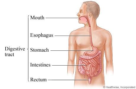 1- The digestive tract There are many components in the tract.