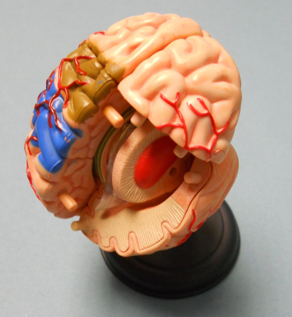 4. BASAL GANGLIA Figure 4.1: Approximate location of the basal ganglia shown in red in the centre of the brain.