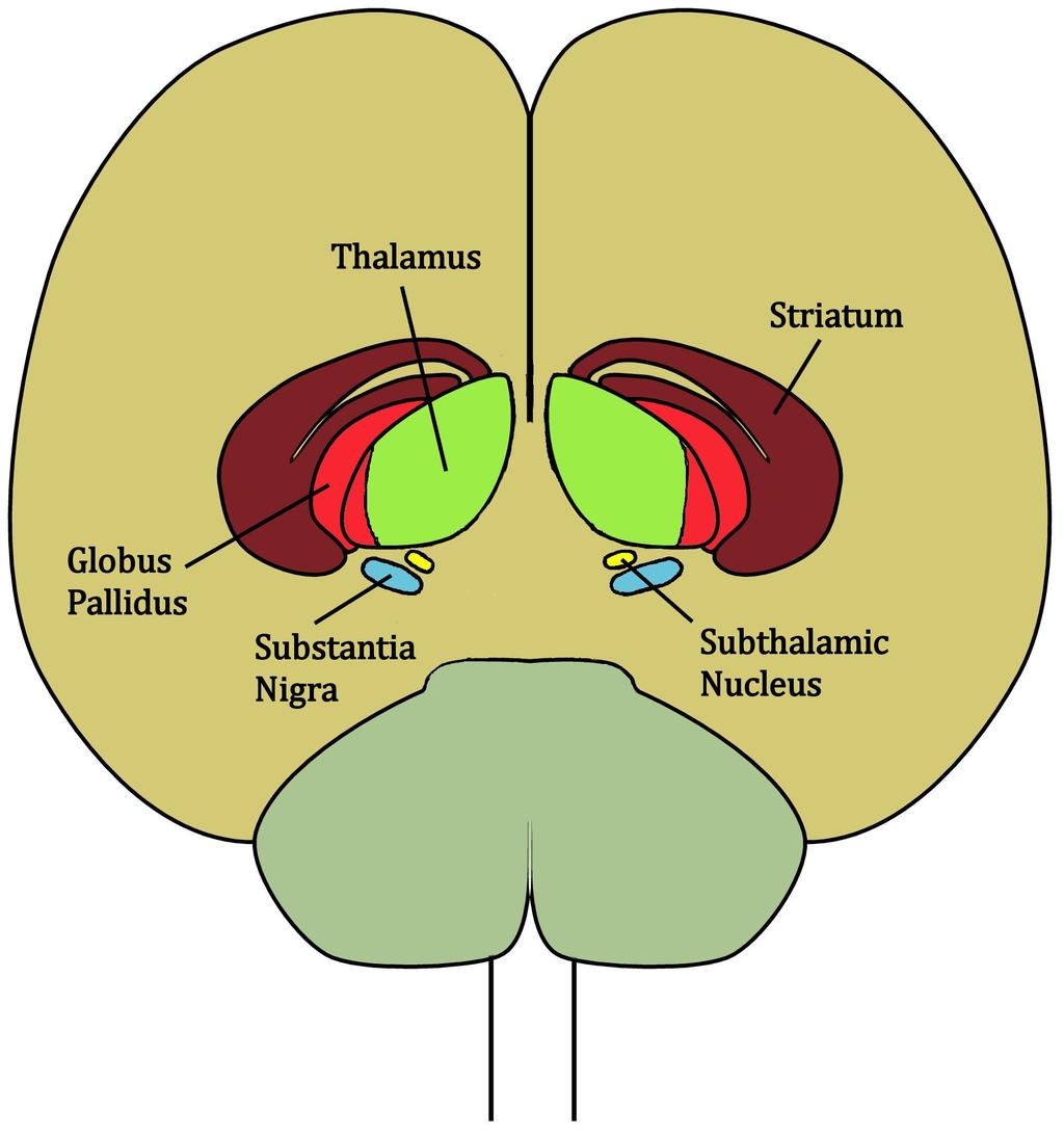 4.2 Biology of the basal ganglia 4.2 Biology of the basal ganglia 4.2.1 Structure of the basal ganglia The basal ganglia receive neural signals from the cortex and the basal ganglia output projects