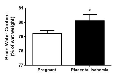 Placental ischemia induces cerebral edema in the anterior