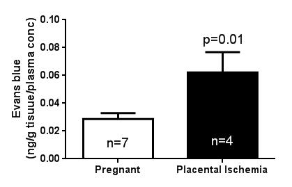 Placental ischemia increases BBB
