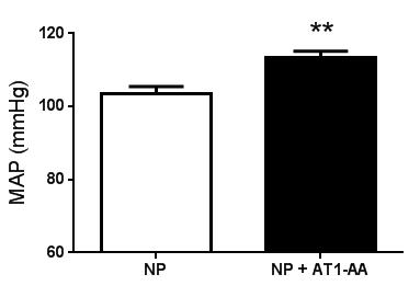 AT1-AA infusion increases mean arterial pressure in pregnant rats Day 11