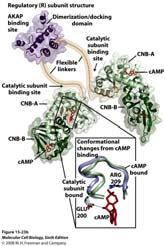 22 camp binding activates PKA by dissociating