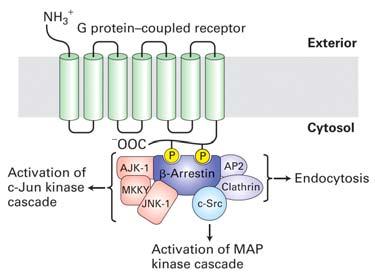 Activated PKA will phophorylate the GPCR that led to its activation, decreasing its affinity for its ligand (feedback suppression) 5.