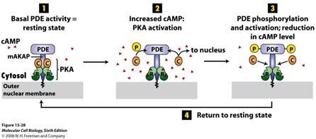 8. A-kinase associated proteins (AKAPs) anchor PKA to a particular subcellular compartment (e.g. nuclear membrane, outer cytosolic membrane etc.) Fig. 15.23 8.