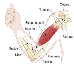 IV. Mechanics of Muscle Movement 1. Tendons attach muscles to bones 2. Origin attached to more fixed part of skeleton 3. Insertion attached to the more moveable part of skeleton B.