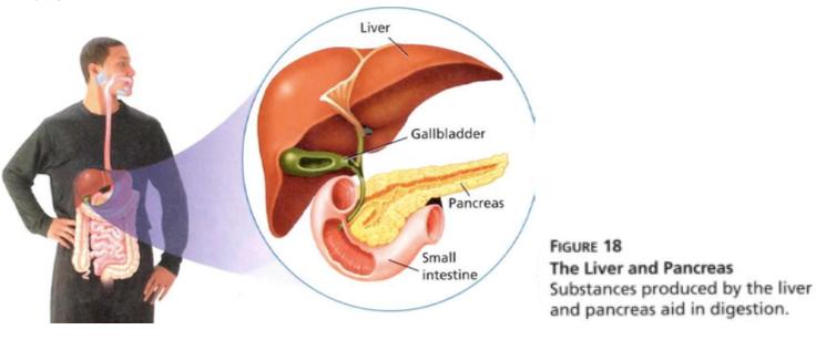 next part of the digestive system. This slow, smooth passage of food through the digestive system ensures that digestion and absorption can take place efficiently. The Small Intestine 3. 4.