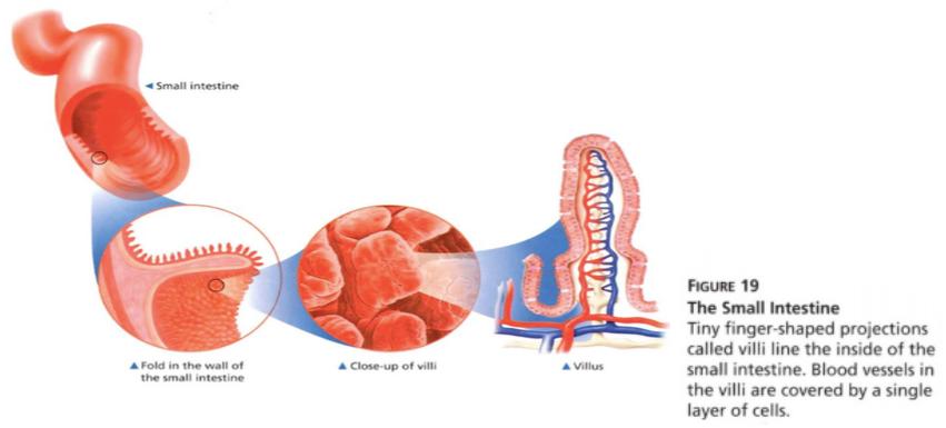 11. Villi greatly increase the surface area of the small intestine. If all the villi were laid out flat, the total surface area of the small intestine would be about as large as a tennis court.