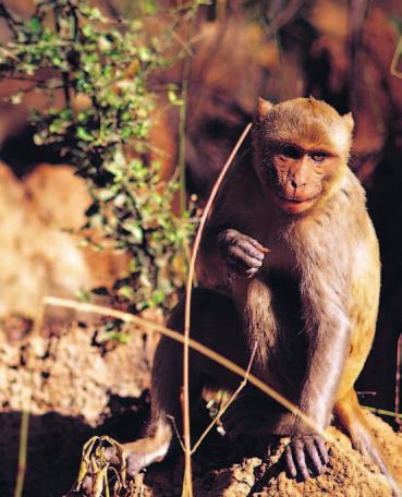 Chapter 3: primate paleontology and evolution Barbary Macaques Renewed Interest in Primate