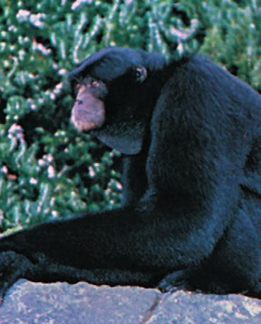 Chapter 6: Apes Hominidae Bonobos Chimpanzees Natural History Social Behaviour Jane Goodall Intelligence Taxonomy
