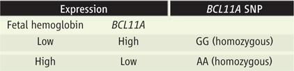BCL11A acts as a silencer of γ-globin gene expression, based on modulation of BCL11A levels Bcl11a
