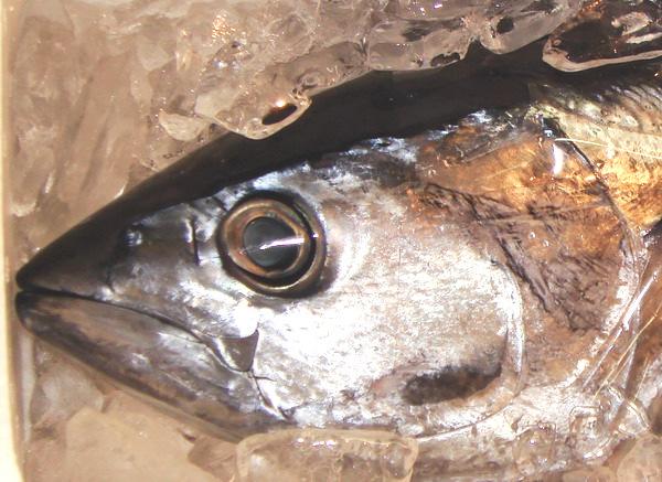 5. Fish and shellfish Fish is a good source of high-quality protein, vitamin D and iodine. Oily fish (tuna, herring, sardines, mackerel, salmon, eel, Atlantic bonito, etc.