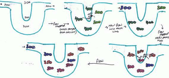 2003a(16): Describe the functions of the Loop of Henle, including the physiological mechanisms involved General: Loop of Henle (LoH) is portion of nephron between PCT and DCT that is responsible for