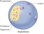 Lipoproteins Packages that transport