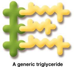 Triglycerides Major lipid in the diet and your body Fat in food = Triglycerides Fat in