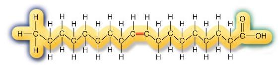 Monounsaturated Fatty Acid 1 double bond One double bond: