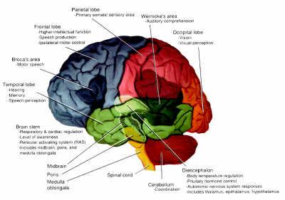 The Neurological System 1 Neurological Exam 5 Components Mental status Cranial nerves Reflexes Motor- includes Cerebellar function Sensory 2 Mental Status
