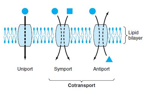 Transport system Uniport system-move one type of molecule bidirectitonally Co transport system-transfer of one solute depends upon the stoiciometric simultaneous or sequential transfer of another