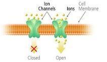 ION CHANNELS Ion channelstransmembrane, pore like