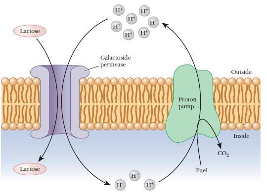 Galactose Permease In bacteria [lactose]inside the bacterial cell>outside moving lactose into the cell req energy Galactose permease does not directly hydrolyze ATP-but