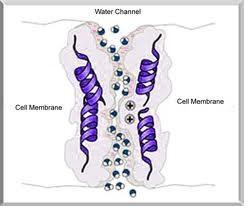 Aquaporins A water channel to transport water Red cell and cell of the collecting ductules of the kidney-movement of water