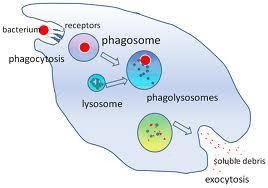 Phagocytosis Engulfment of large particles viruses, bacteria, cell, debris by macrophages and granulocytes Pseudopodia will surround the particles and for