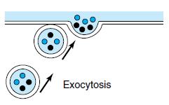Exocytosis Process of of excreting macromolecules outside cells Molecules can attach to the cell surface and become peripheral proteins antigen They can become part of extracellular