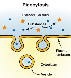 Pinocytosis Absorption of extracellular fluid from outside by formation of small vesicles
