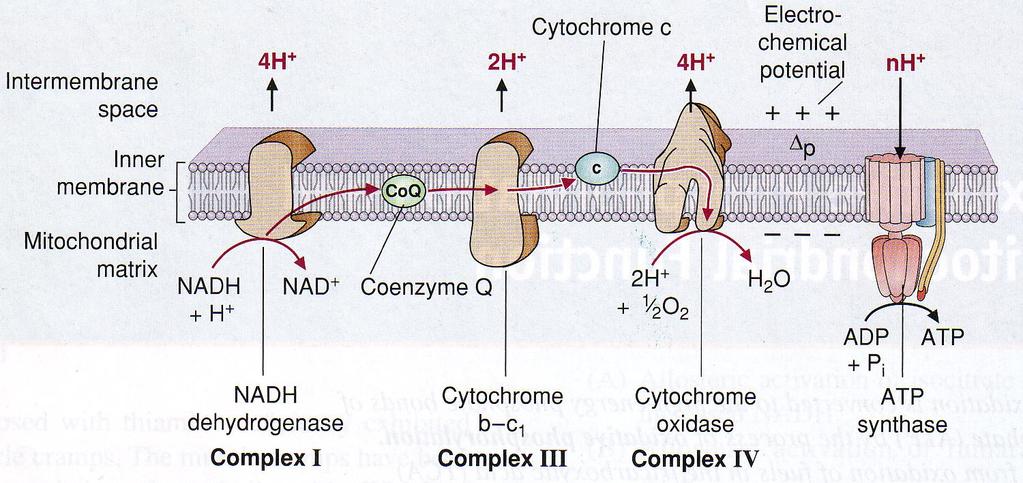 Respiratory chain (ETC) during redox reaction the energy is released pumping H + from