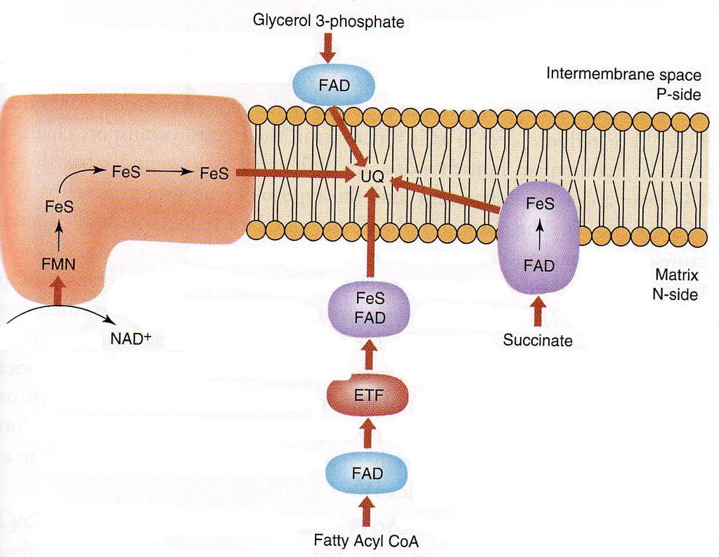 Oxidation of FADH 2 in respiratory chain (ETC) GLYCEROL 3-PHOSPHATE-DEHYDROGENASE COMPLEX 1