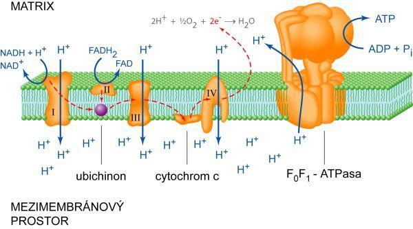 Respiratory chain & oxidative phosphorylation